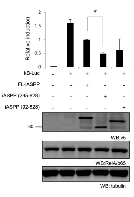 Cleaved iASPP fragments more efficiently inhibit the transcriptional activities of RelA/p65 than FL-iASPP.