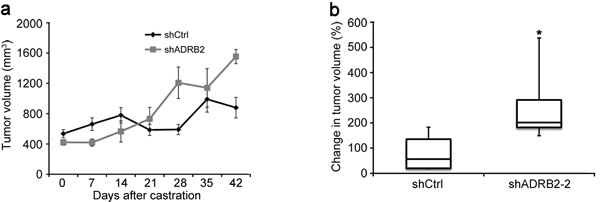 LNCaP shADRB2 xenograft tumors grow more rapidly than shCtrl tumors in castrated mice.