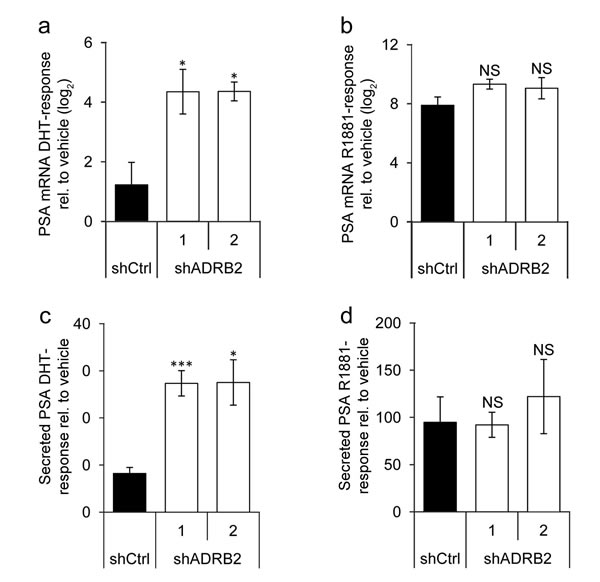 Prostate-specific antigen responsiveness is higher in shADRB2 than in shCtrl cells.