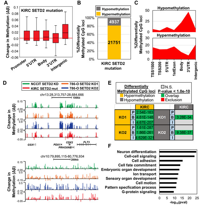Epigenetic changes in SETD2 inactivation cell line models are recapitulated in