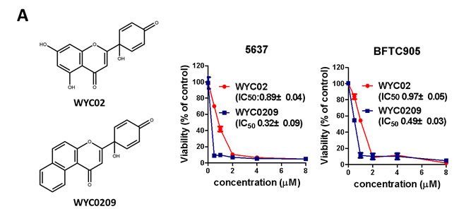Effects of WYC02 and WYC0209 in human bladder cancer cell lines BFTC 905 and 5637.