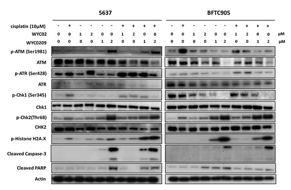 Western blot analysis for DNA Damage Responses (DDRs) and apoptosis pathway.
