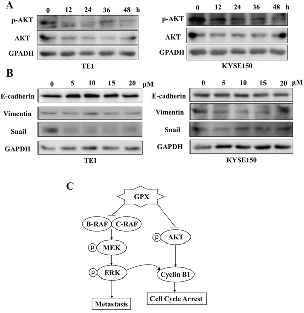 GPX inhibits AKT phosphorylation and epithelial mesenchymal transition (EMT) proteins.