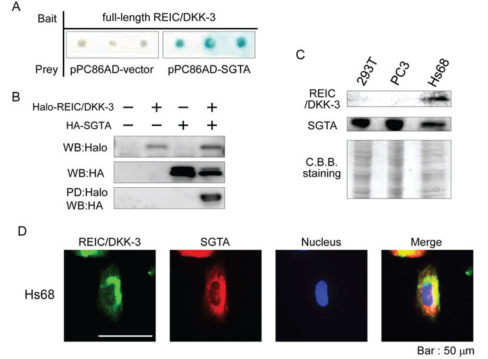 The interaction between the REIC/DKK-3 and SGTA proteins