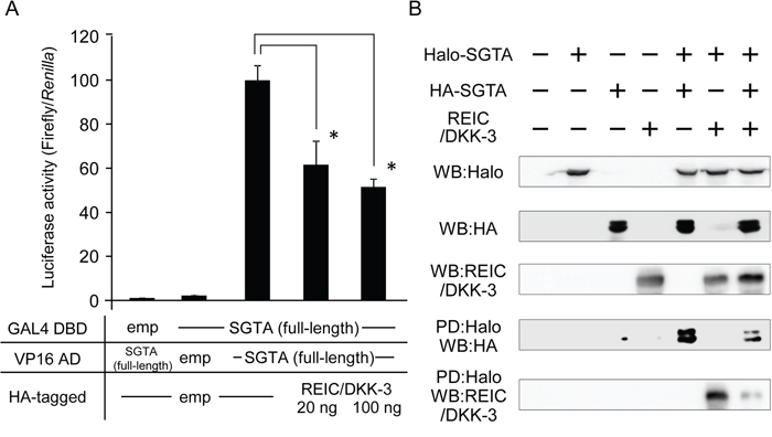 The interference of REIC/DKK-3 with SGTA-SGTA dimerization