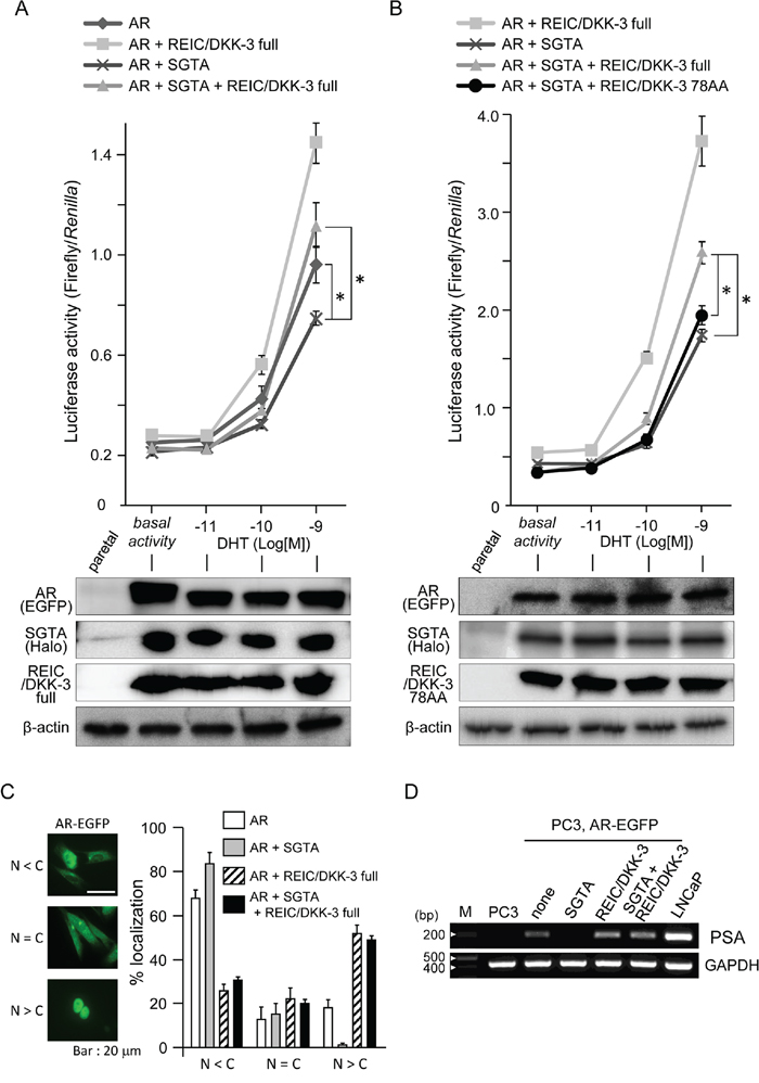 The modification of AR sensitivity, AR localization and PSA expression by SGTA and/or REIC/DKK-3 expression in pEGFP-C1-AR-transfected PC3 cells