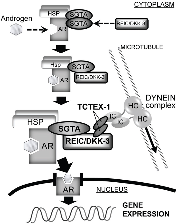The role of the REIC/DKK-3-SGTA interaction in AR signaling The proposed role of the REIC/DKK-3-SGTA interaction for AR signaling is shown.
