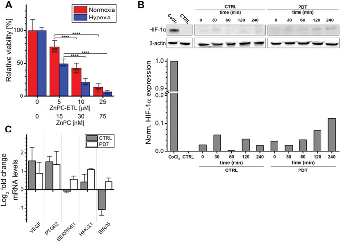 Analysis of HIF-1&#x03B1; activation after PDT.