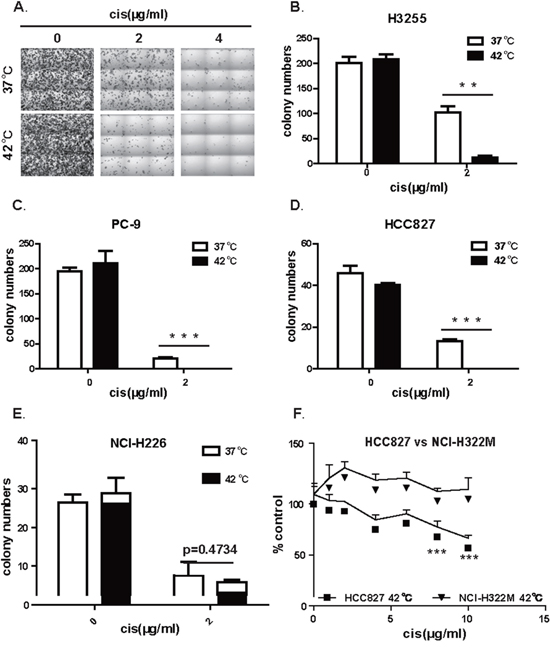 Hyperthermia synergizes with cisplatin in eliminating the ability of colony formation in lung cancer cell positive for EGFR mutation.