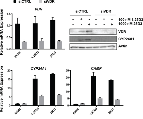 25D3 mediated signaling in EGFR mutant, HCC827 cells is dependent upon the VDR.