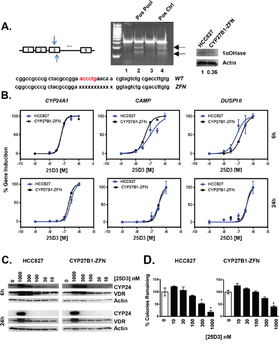 In vitro genetic modification of CYP27B1 using zinc finger nucleases.