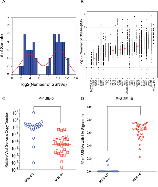 MCC-HI&#x0027;s are MCPyV-negative and harbor ultraviolet light-induced mutations.