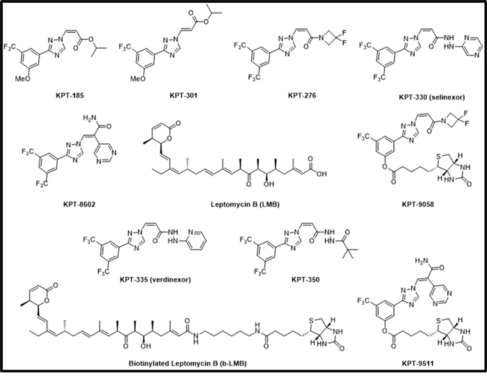 Chemical structures of SINE compounds KPT-185, KPT-301, KPT-276, KPT-330, KPT-8602, KPT-9058, KPT-335, KPT-350, KPT-9511, and leptomycin B (LMB) and biotinylated LMB (b-LMB).