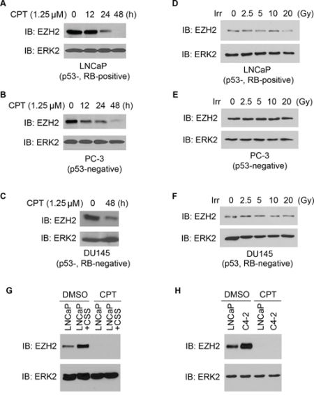 Treatment of PCa cells with chemo- and radiotherapy agents downregulates EZH2 expression.