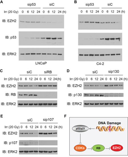 Role of p53 and the RB family proteins in irradiation-induced downregulation of EZH2 expression.