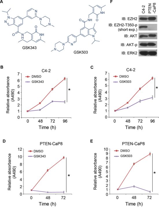 Inhibition of CRPC cell growth by the EZH2 small molecule inhibitors GSK343 and GSK503.