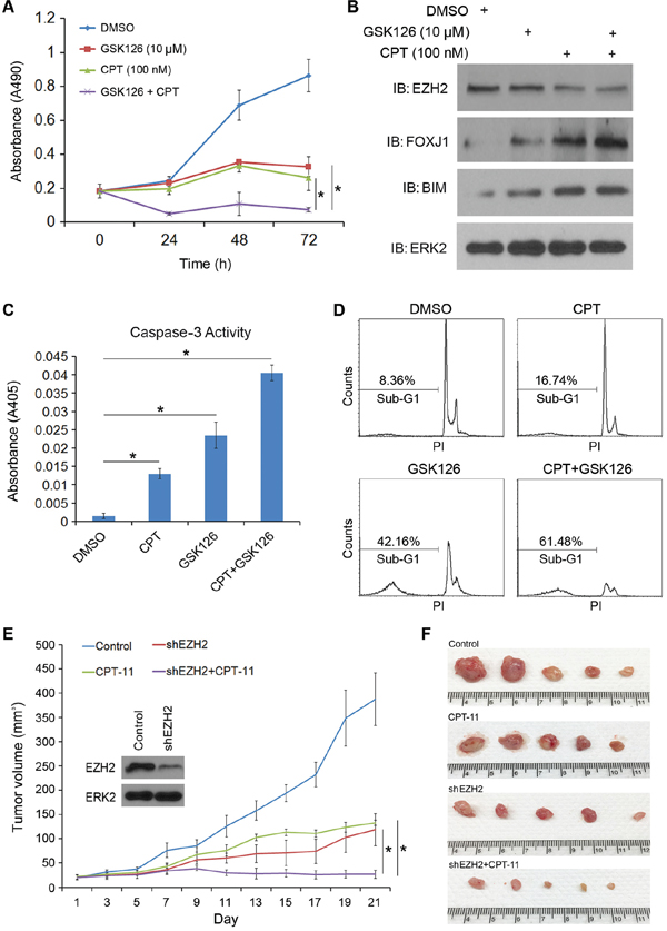 The EZH2 small molecule inhibitor GSK126 sensitizes CRPC cells to CPT-induced apoptotic death and enhances CPT-mediated inhibition of cell growth.