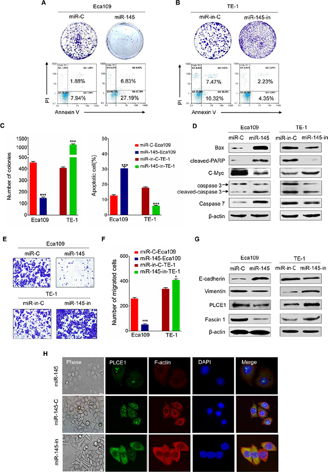 Tumor suppressive effects of miR-145 in ESCC.