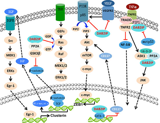 The biologic function of DAB2IP with different signal pathway.