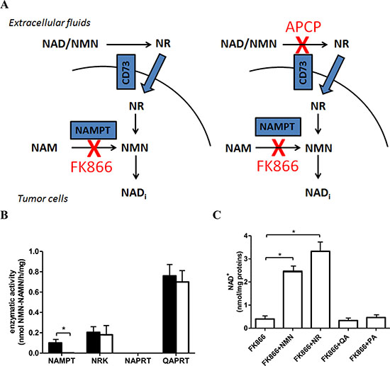 OVCAR-3 cells are sensitive to NAMPT inhibition with FK866.
