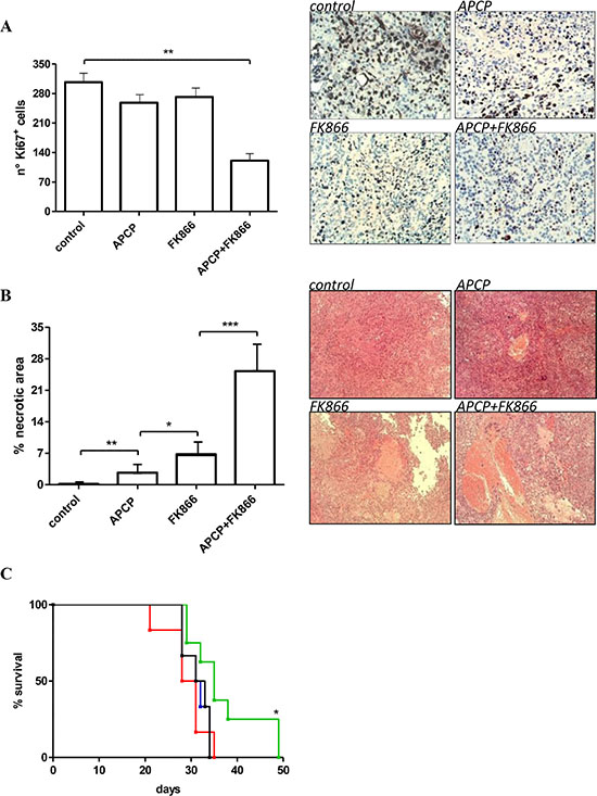 Antitumor effects of administration of FK866, APCP and FK866+ APCP in OVCAR- 3 bearing mice.