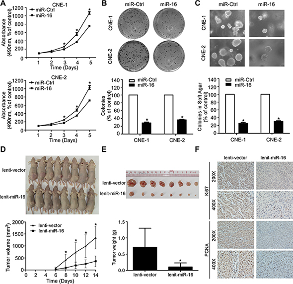 miR-16 suppresses NPC cell viability, cell proliferation, and tumor growth.