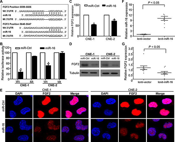 FGF2 is a direct transcriptional target of miR-16 in NPC.