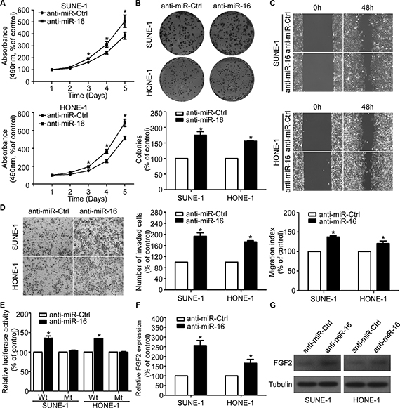 Silencing of miR-16 promotes NPC cell viability, proliferation, migration, and invasion.