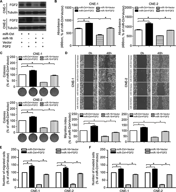 FGF2 mediates the effect of miR-16 on NPC cell proliferation and invasion.