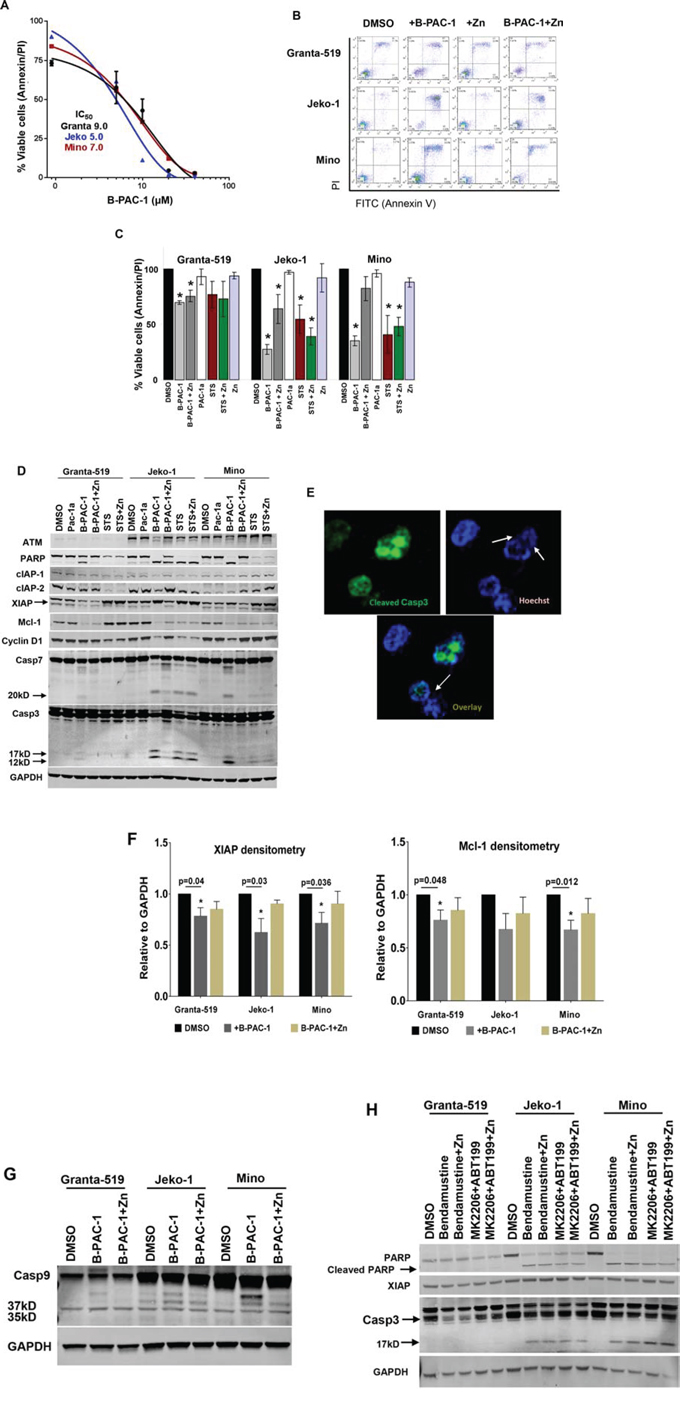 B-PAC-1 induce cell death in MCL cell lines by activating Casp3.