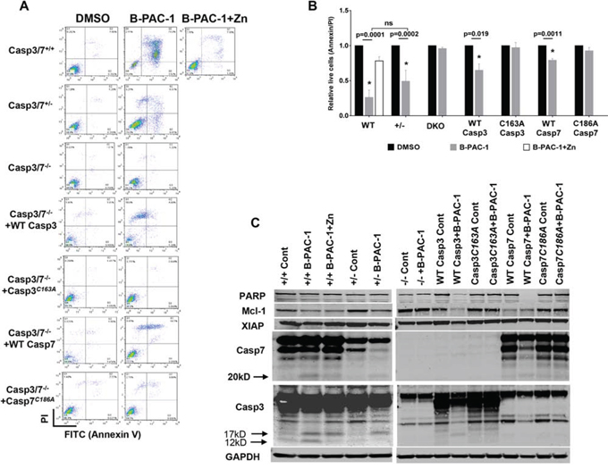 Casapse3/7 DKO MEF cells are resistant to B-PAC-1 induced cell death.