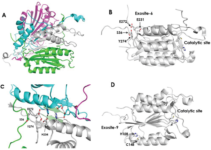 The structure of active Casp3 and the locations of potential Zn binding sites.