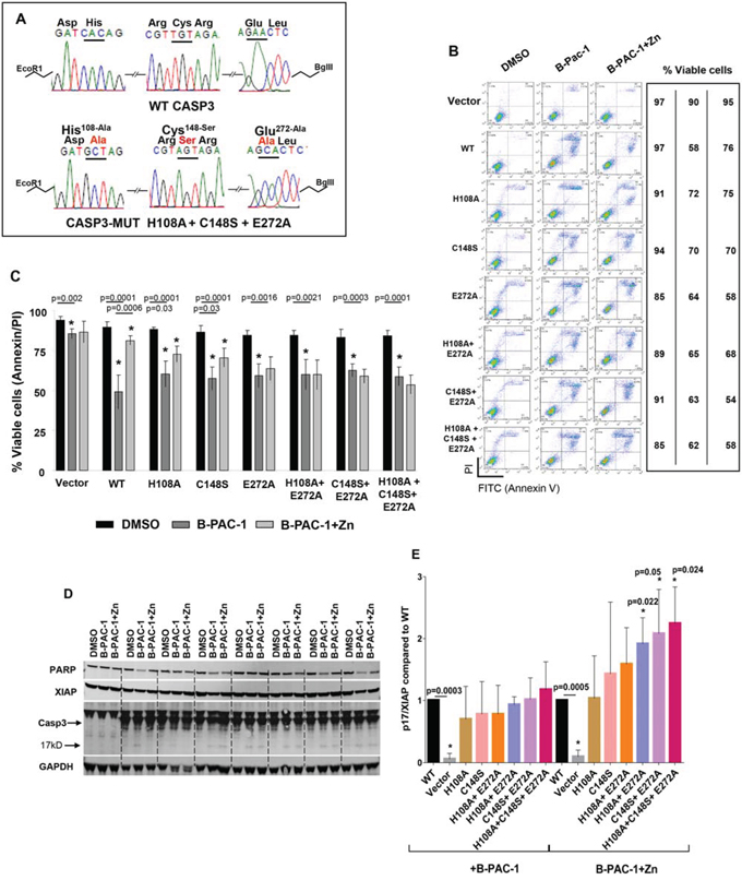 Mutation of predicted Zn binding regions in Casp3 preprotein abolishes Zn reversal of apoptosis induced by B-PAC-1 in MEF cells.