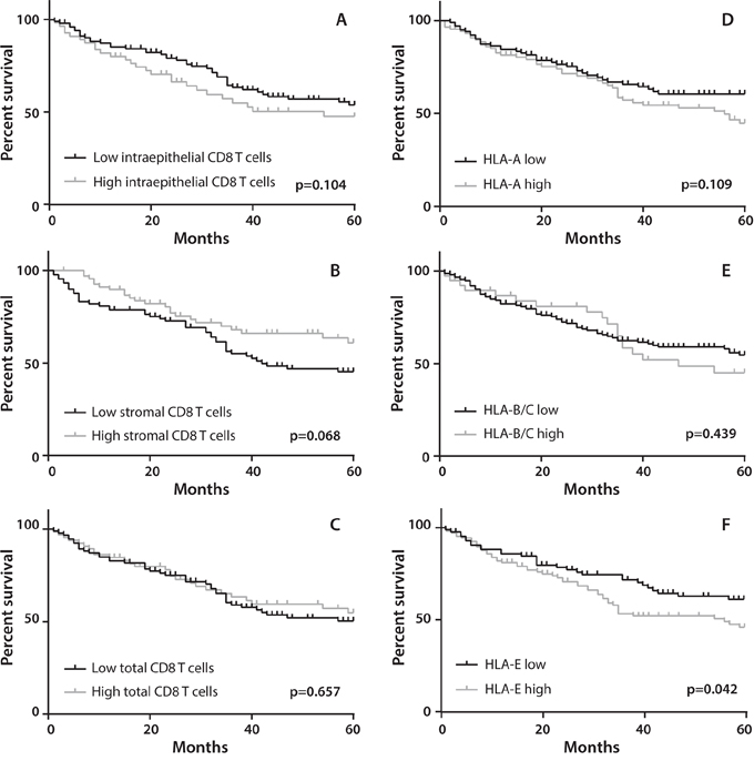 Association of CD8+ T cell infiltration and HLA expression with overall survival (OS).
