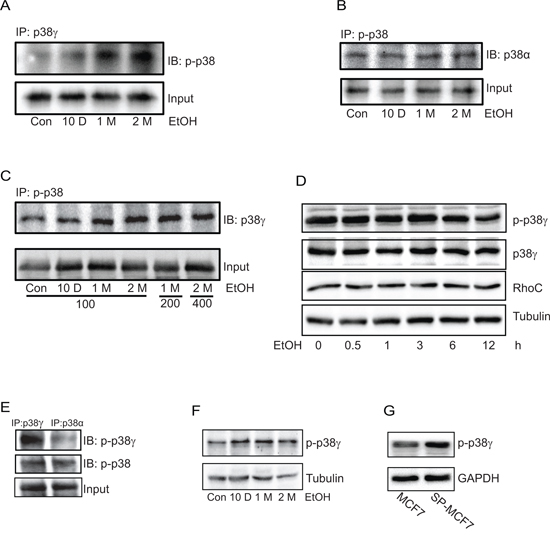 Effect of chronic ethanol exposure on the phosphorylation of p38&#x03B3; MAPK.