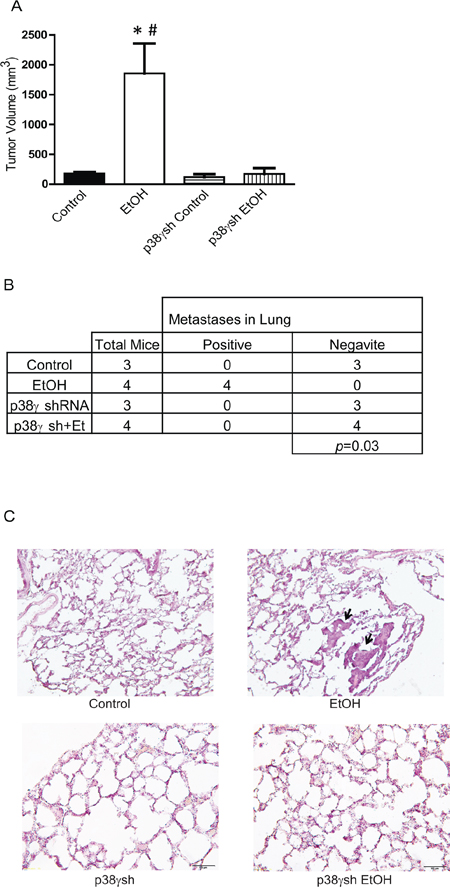 Effects of p38&#x03B3; knock-down on ethanol-induced tumor growth and metastasis.