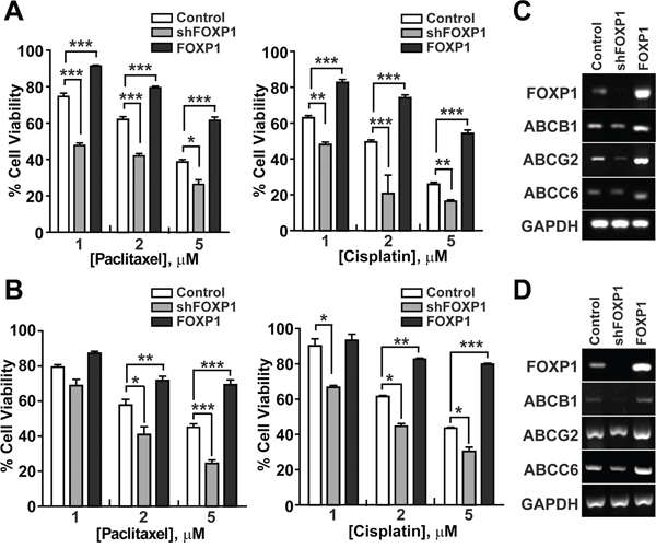 FOXP1 promotes the resistance of ovarian cancer cells to chemotherapeutic drugs.