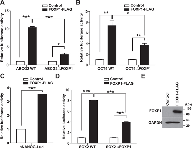 FOXP1 enhances the promoter activity of ABCG2, OCT4, NANOG, and SOX2.