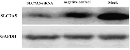 Western blot analysis of SLC7A5 protein.