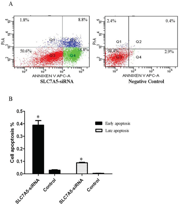 Down-regulation of SLC7A5 induces SKM-1 cells apoptosis.