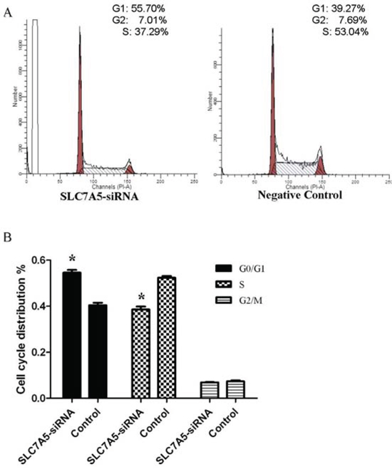 Down-regulation of SLC7A5 induces cell cycle arrest at G2/M phase in SKM-1 cells.