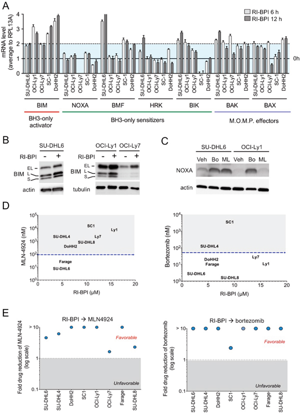 Figure 4. Proteasome and NAE inhibitors increased the anti-lymphoma effect of RI-BPI.