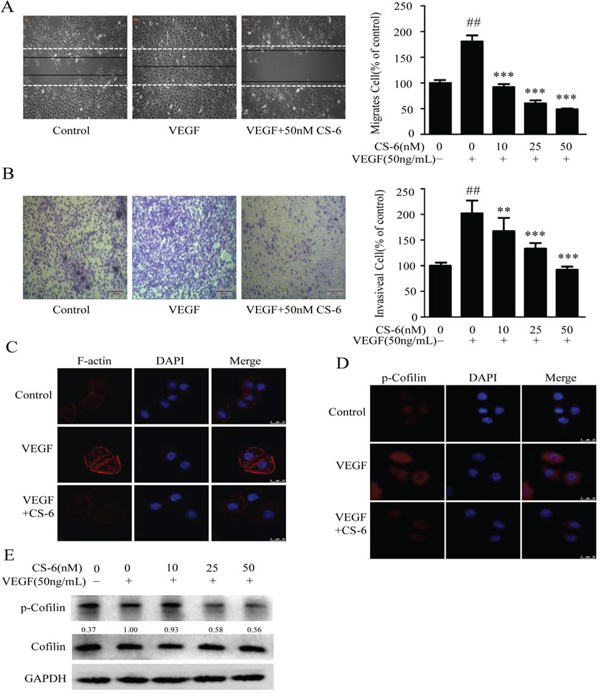 CS-6 inhibits VEGF-induced endothelial cell migration and invasion.