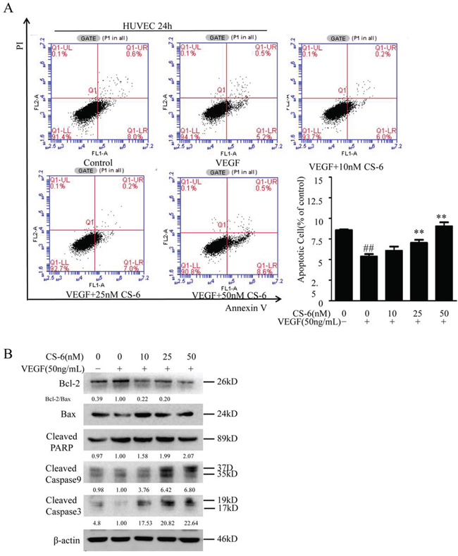 CS-6 suppresses VEGF-induced anti-apoptosis in HUVECs.