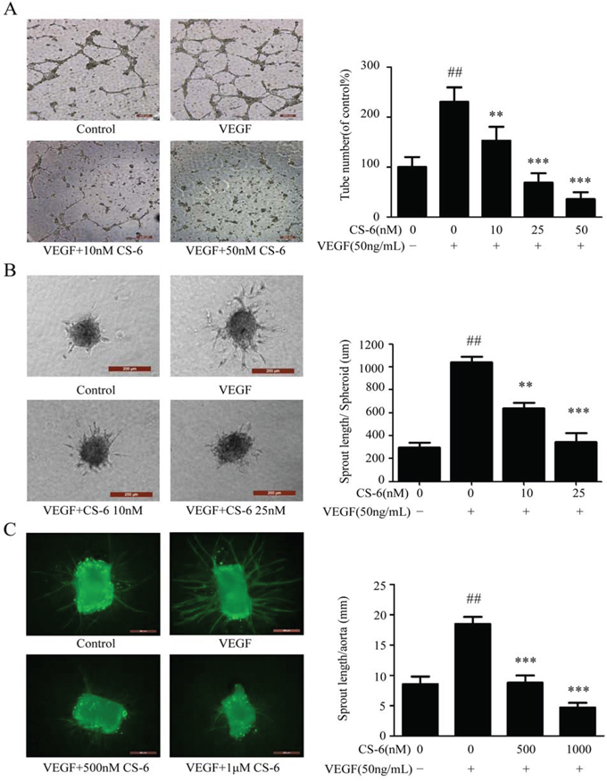 CS-6 inhibits VEGF-induced angiogenesis in vivo and ex vivo.