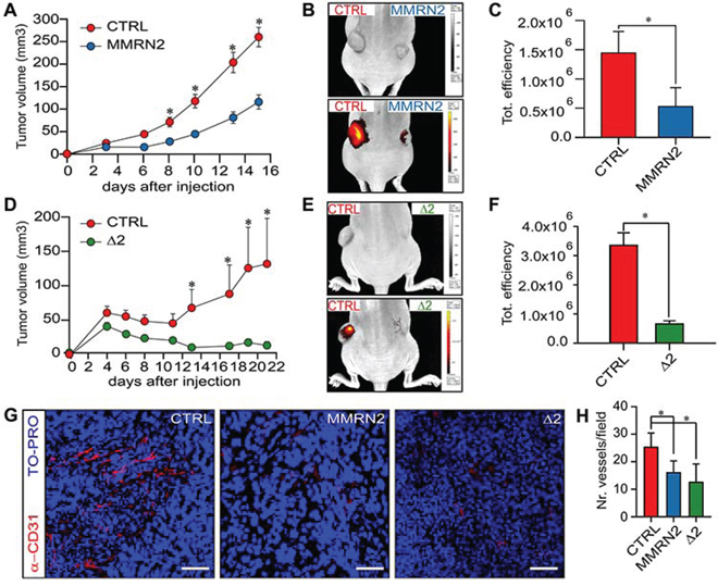 Figure 7. The over-expression of MMRN2 and &#x0394;2 deletion mutant is associated with an impaired intratumoral vascularization and decreased tumor growth.