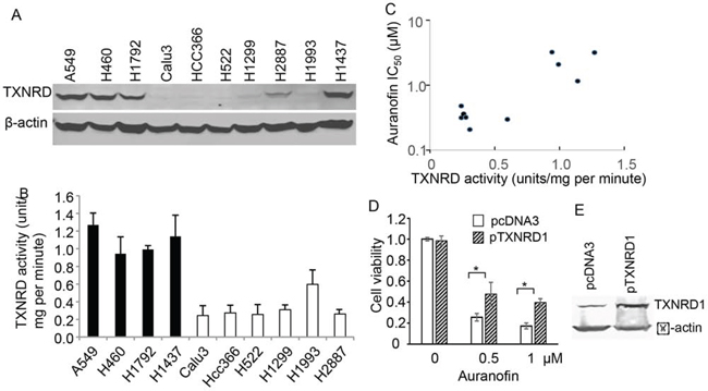 Figure 3. Association of TXNRD1 expression and auranofin&#x2019;s anticancer activity in NSCLC cells.