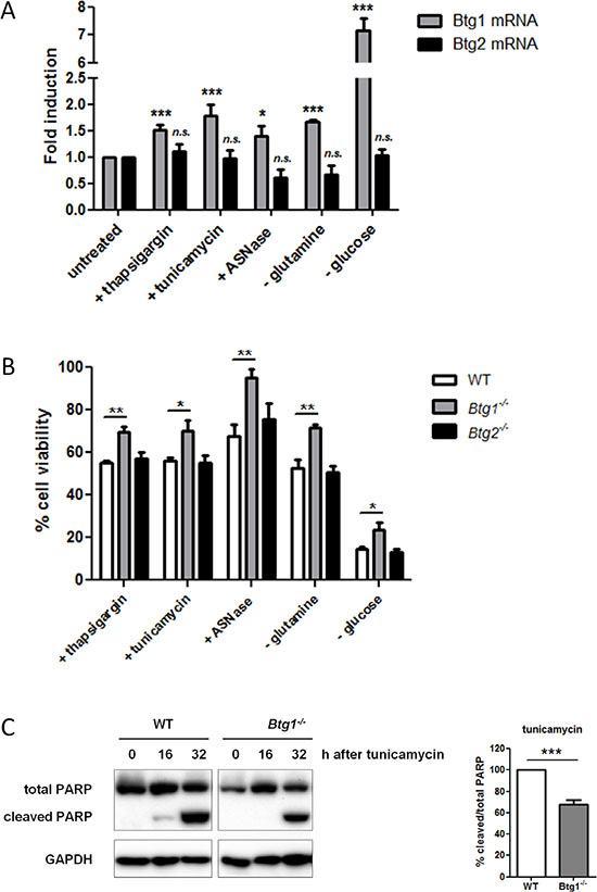 BTG1 affects cellular responses to stress.