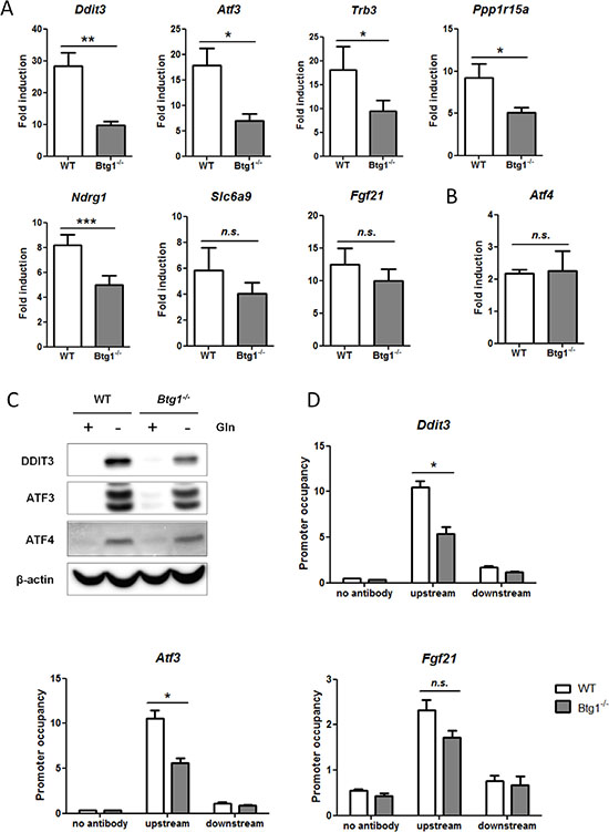 Loss of BTG1 negatively affects ATF4-mediated gene expression.