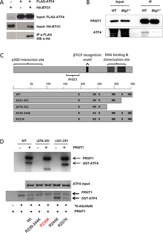 BTG1 facilitates PRMT1 binding to and methylation of ATF4.